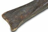Fossil Raptor (Anzu wyliei) Tibia from Right Leg - Montana #379505-4